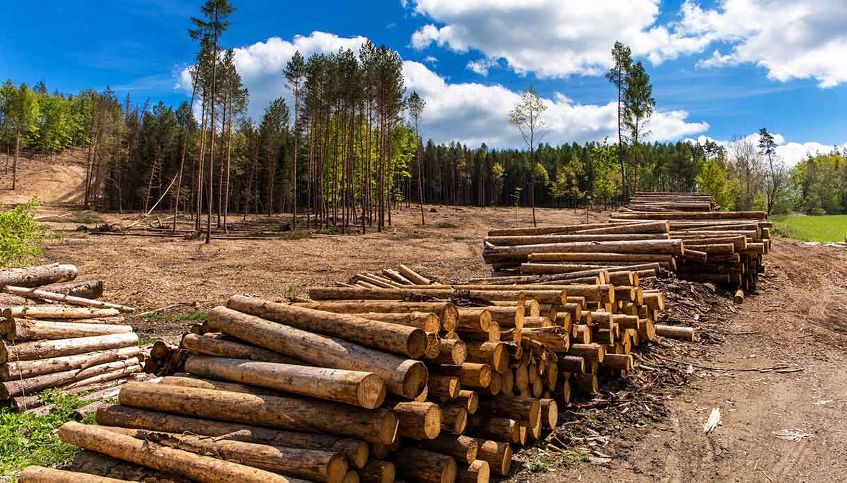 contro-la-deforestazione-arriva-una-legge-europea