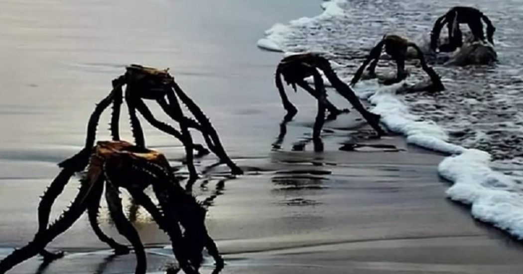 “mostri-marini”-fotografati-su-una-spiaggia-del-sudafrica,-l’esperto-chiarisce-il-“mistero”:-“non-sono-marziani-ma-aloe-ferox”