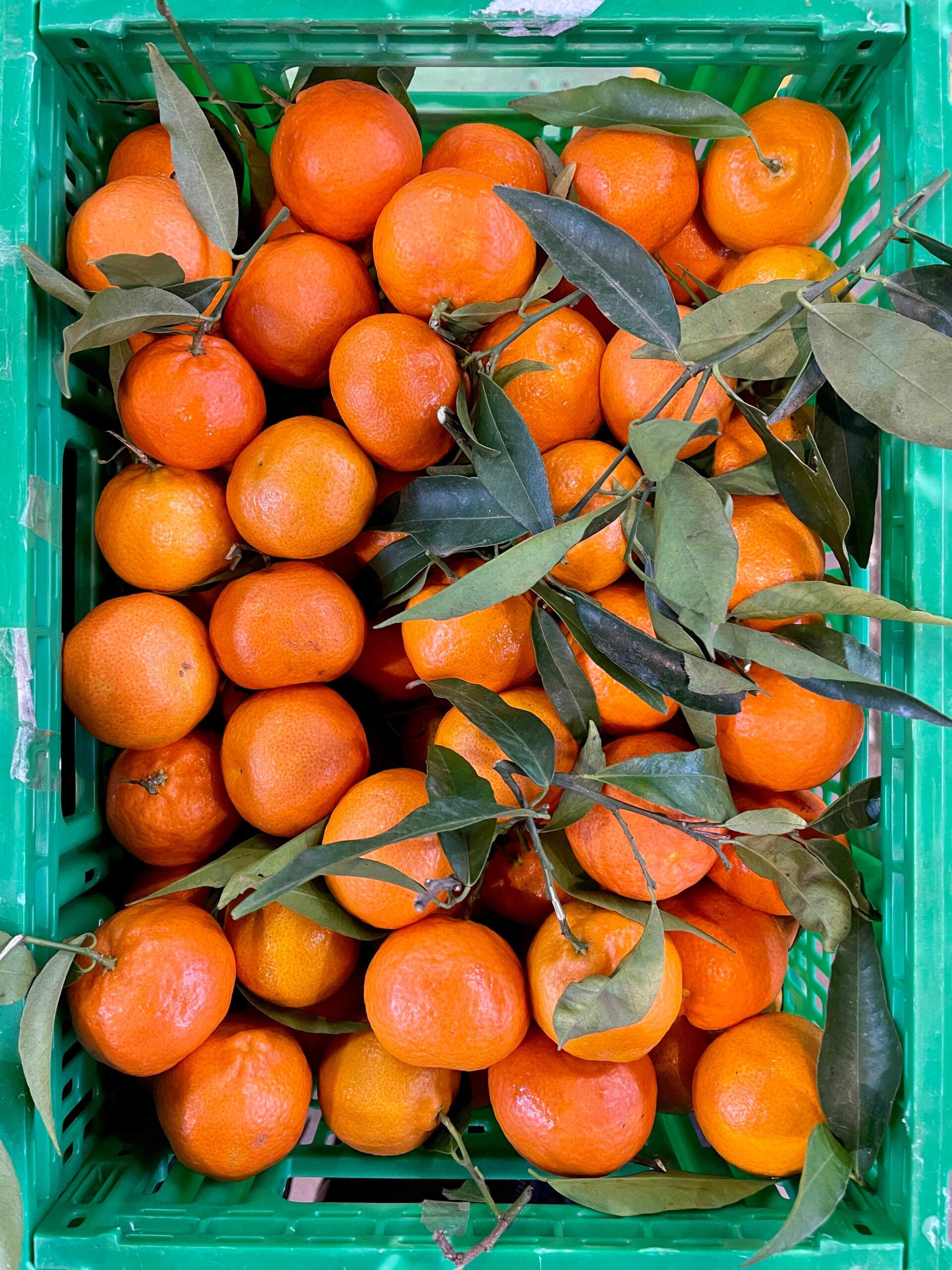 le-clementine-del-futuro-raccontano-l’agricoltura-italiana