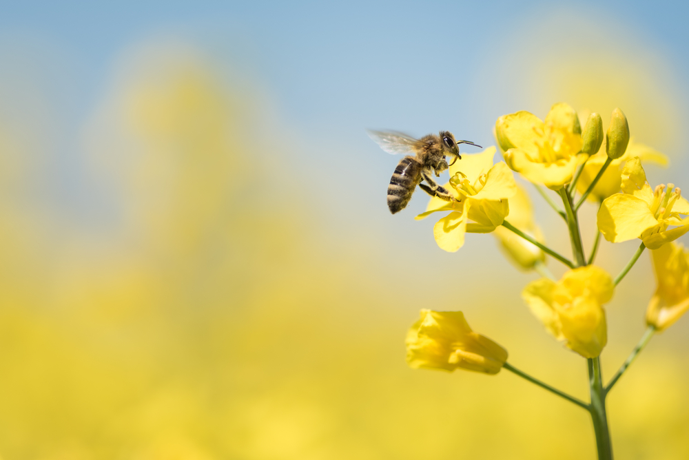 eu-sugar-sector-up-in-arms-over-decision-to-restrict-bee-toxic-pesticides