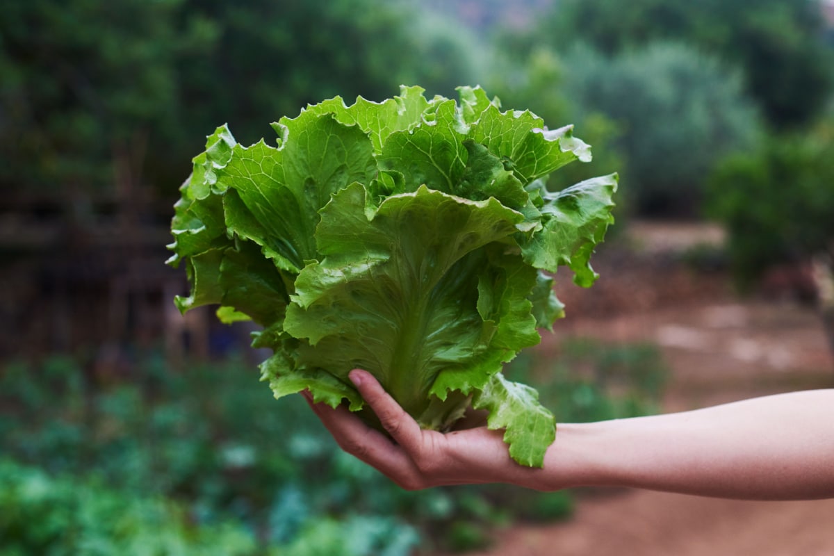 Lattuga proprietà: benefici per la salute e ricette da provare 1 lattuga-proprieta:-benefici-per-la-salute-e-ricette-da-provare