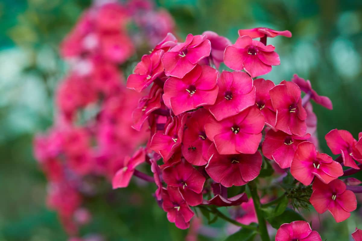 Phlox: caratteristiche e consigli per la cura e la coltivazione 1 phlox:-caratteristiche-e-consigli-per-la-cura-e-la-coltivazione